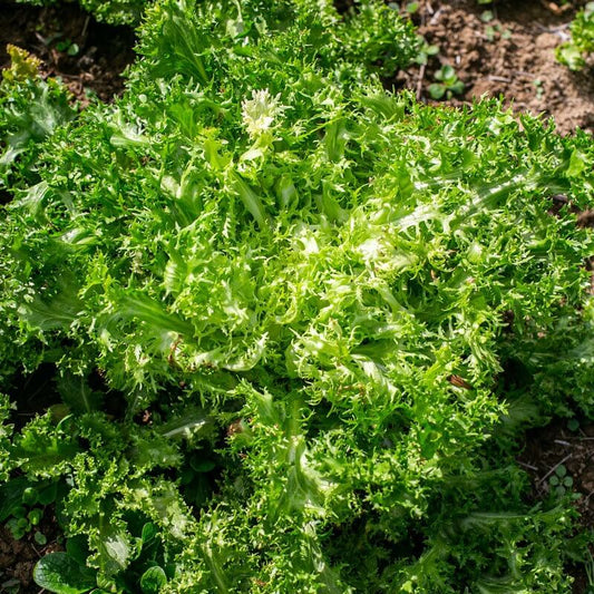 Frisee Endive Seeds