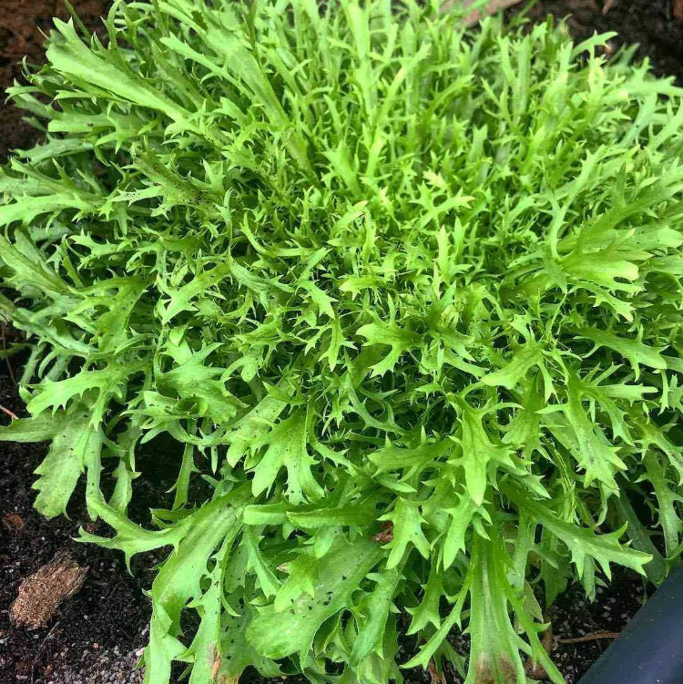 Frisee Seeds - Heirloom Vegetable Plant for Home Gardens