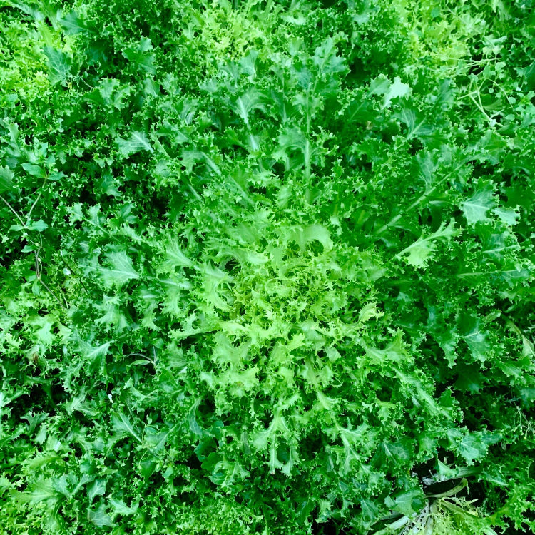 Frisee Seeds - Heirloom Vegetable Plant for Home Gardens