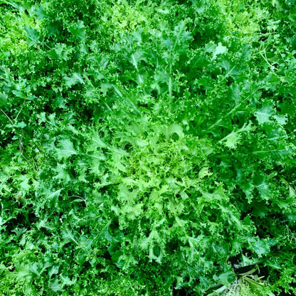 Frisee Seeds - Heirloom Vegetable Plant for Home Gardens