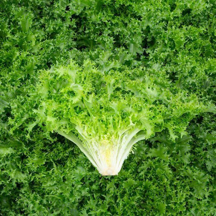 Frisee Seeds - Heirloom Vegetable Plant for Home Gardens