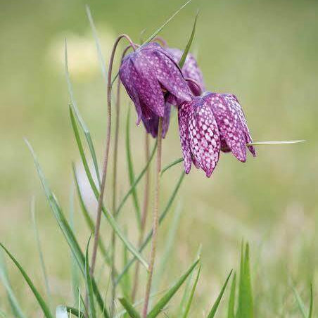 Fritillaria Seeds