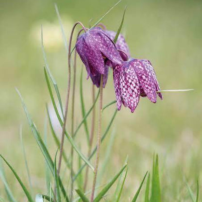 Fritillaria Seeds