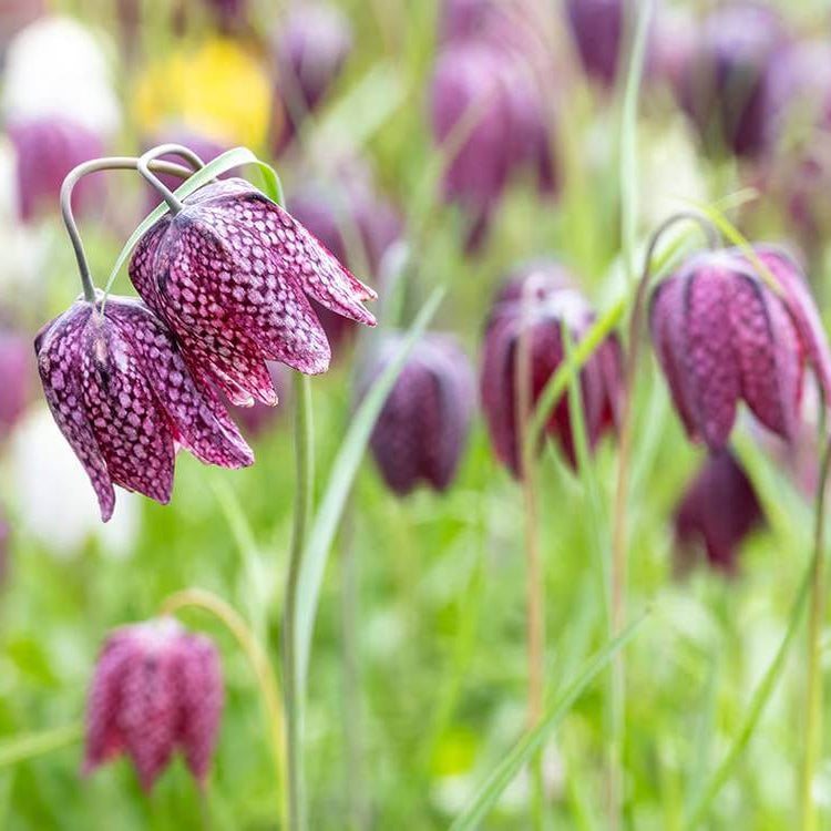 Fritillaria Seeds