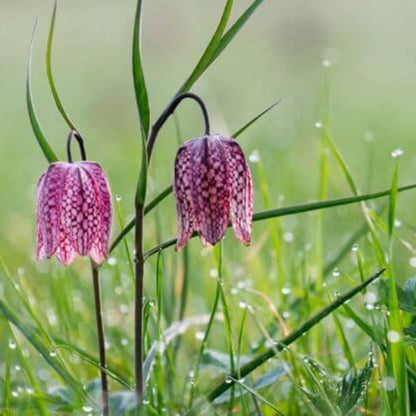 Fritillaria Seeds