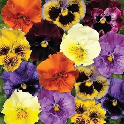 Frizzle Sizzle Pansy Seeds 