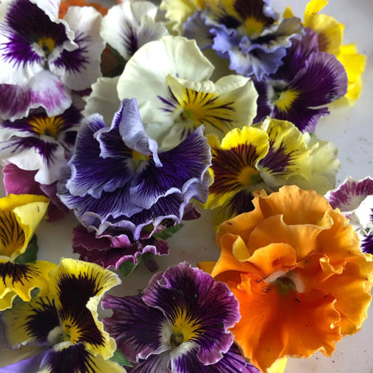 Frizzle Sizzle Pansy Seeds 