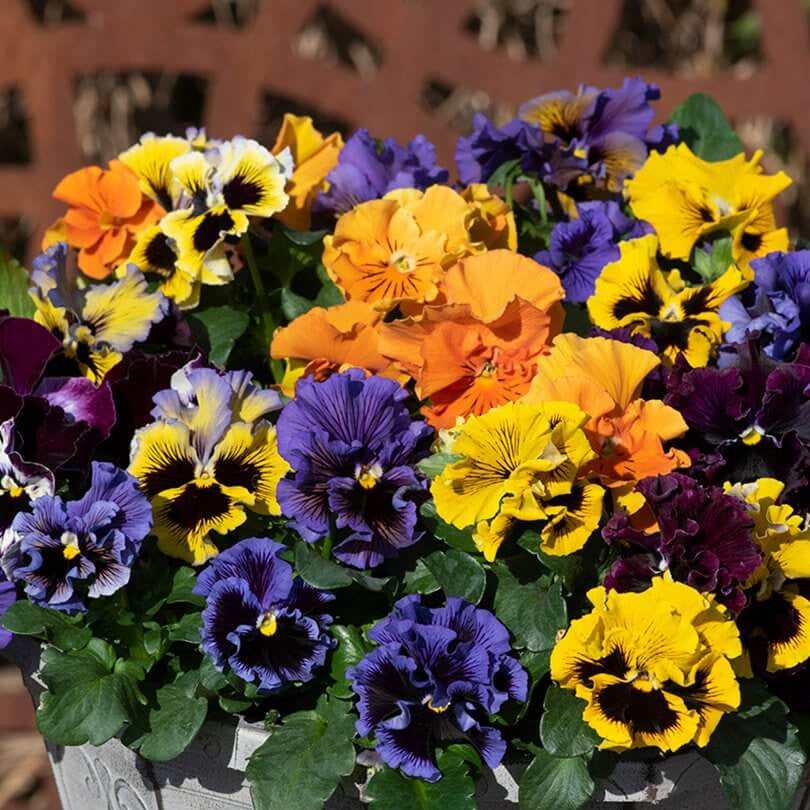 Frizzle Sizzle Pansy Seeds 