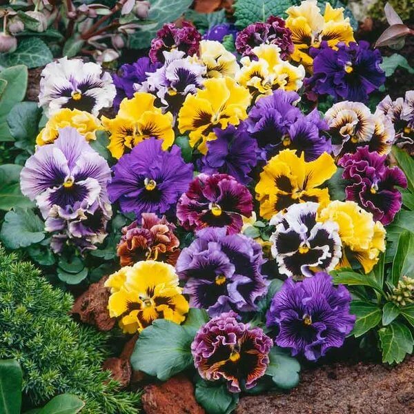 Frizzle Sizzle Pansy Seeds 