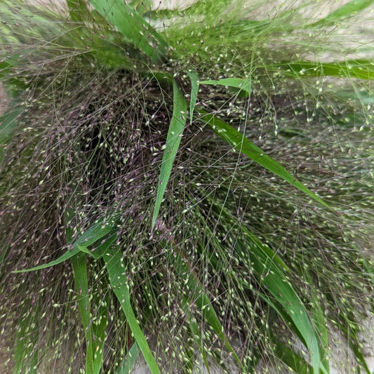 Frosted Explosion Seeds