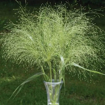 Frosted Explosion Seeds