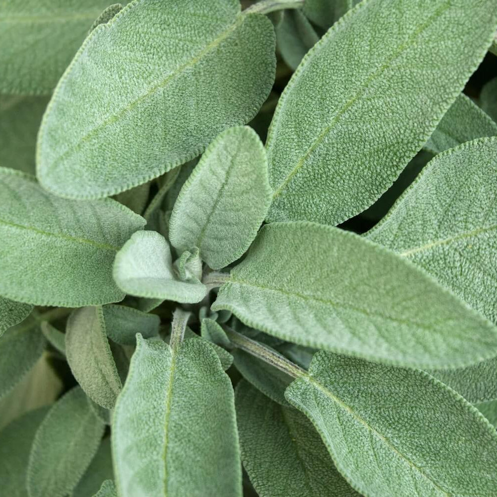 Fruit Sage Seeds 