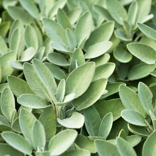 Fruit Sage Seeds 