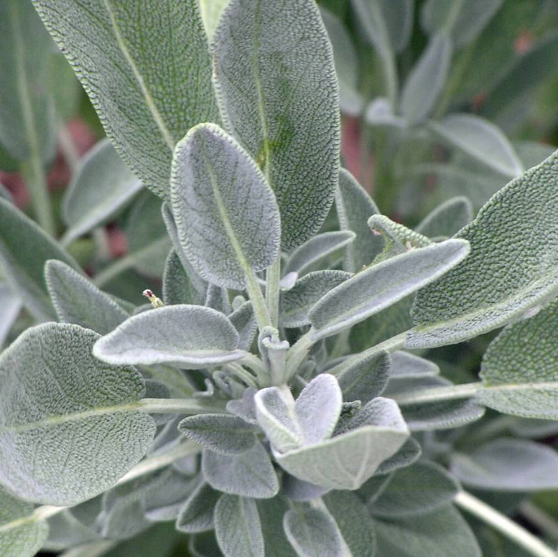 Fruit Sage Seeds 