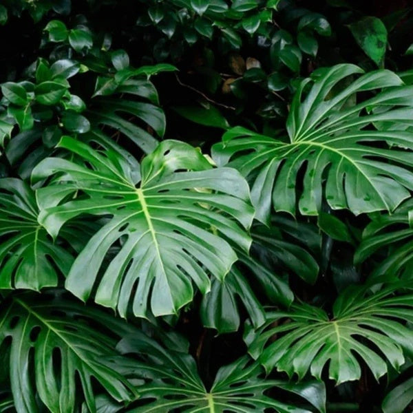 Fruit Salad Plant Seeds