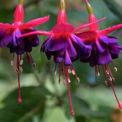 Fuchsia Magellanica Seeds - Flower Plant