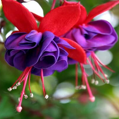 Fuchsia Magellanica Seeds - Flower Plant