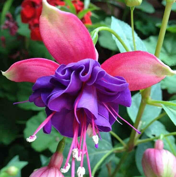 Fuchsia Magellanica Seeds - Flower Plant