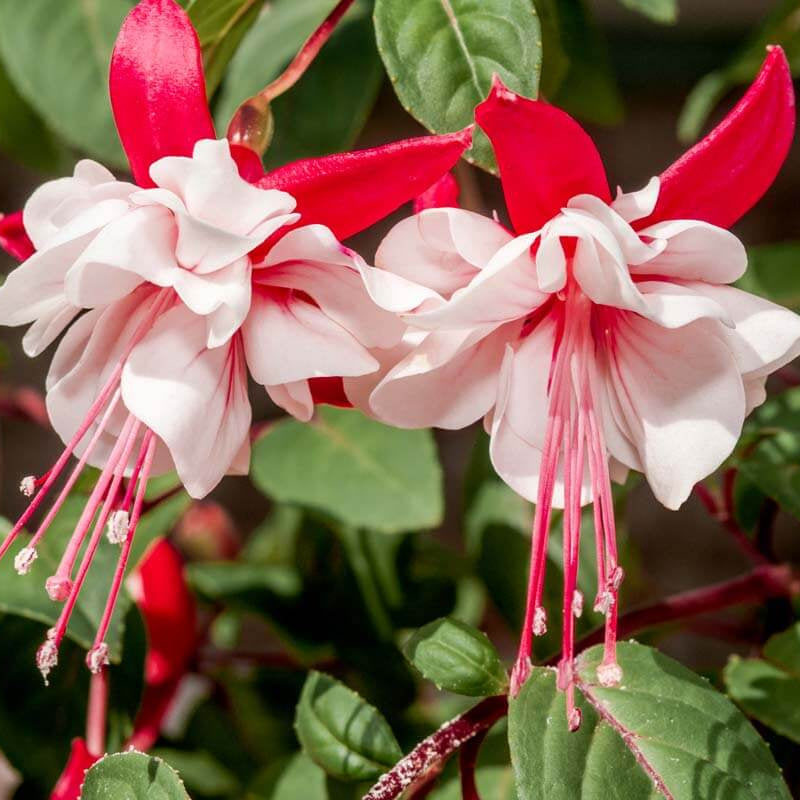 Fuchsia Seeds - Flower Plant for Home Gardens