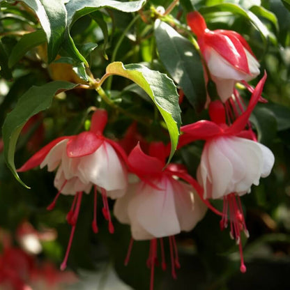Fuchsia Seeds - Flower Plant for Home Gardens