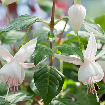 Fuchsia Seeds 