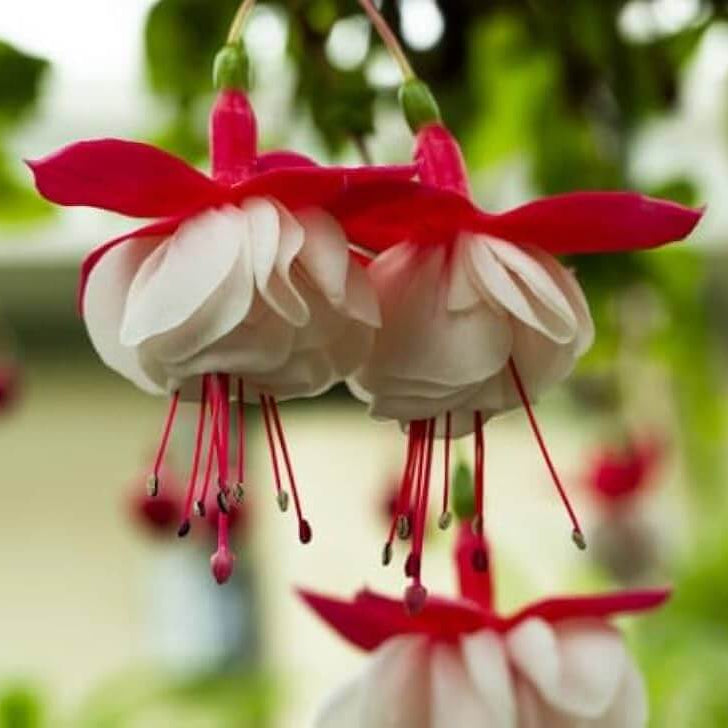 Fuchsia Seeds - Flower Plant for Home Gardens