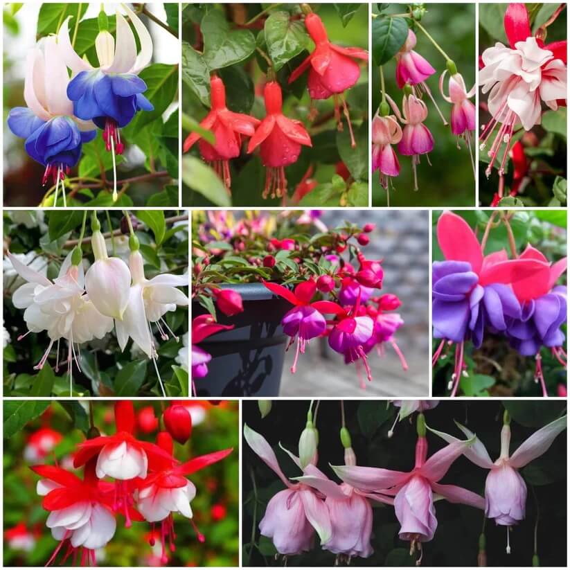 Fuchsia Seeds 