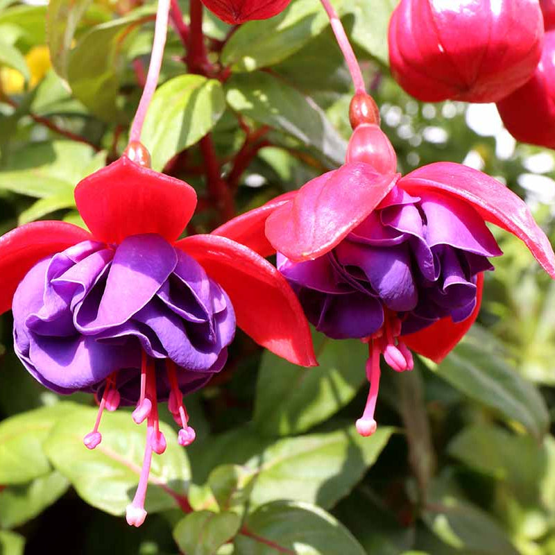 Fuchsia Seeds 