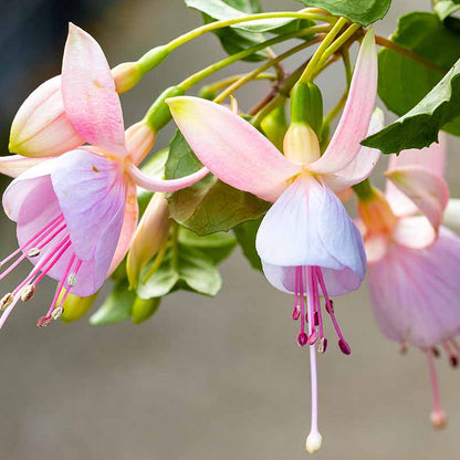 Fuchsia Seeds 