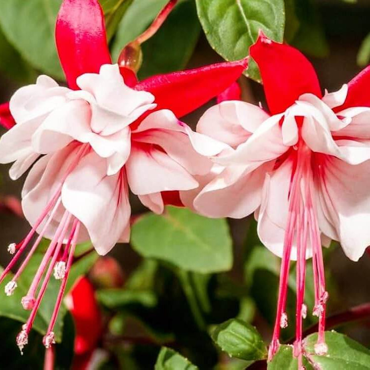 Fuchsia Seeds 