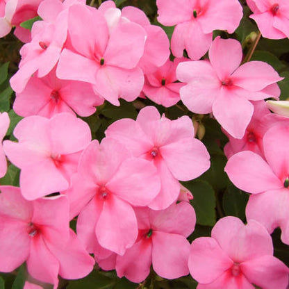 Full Pink Balsamine Seeds - Flower Plant