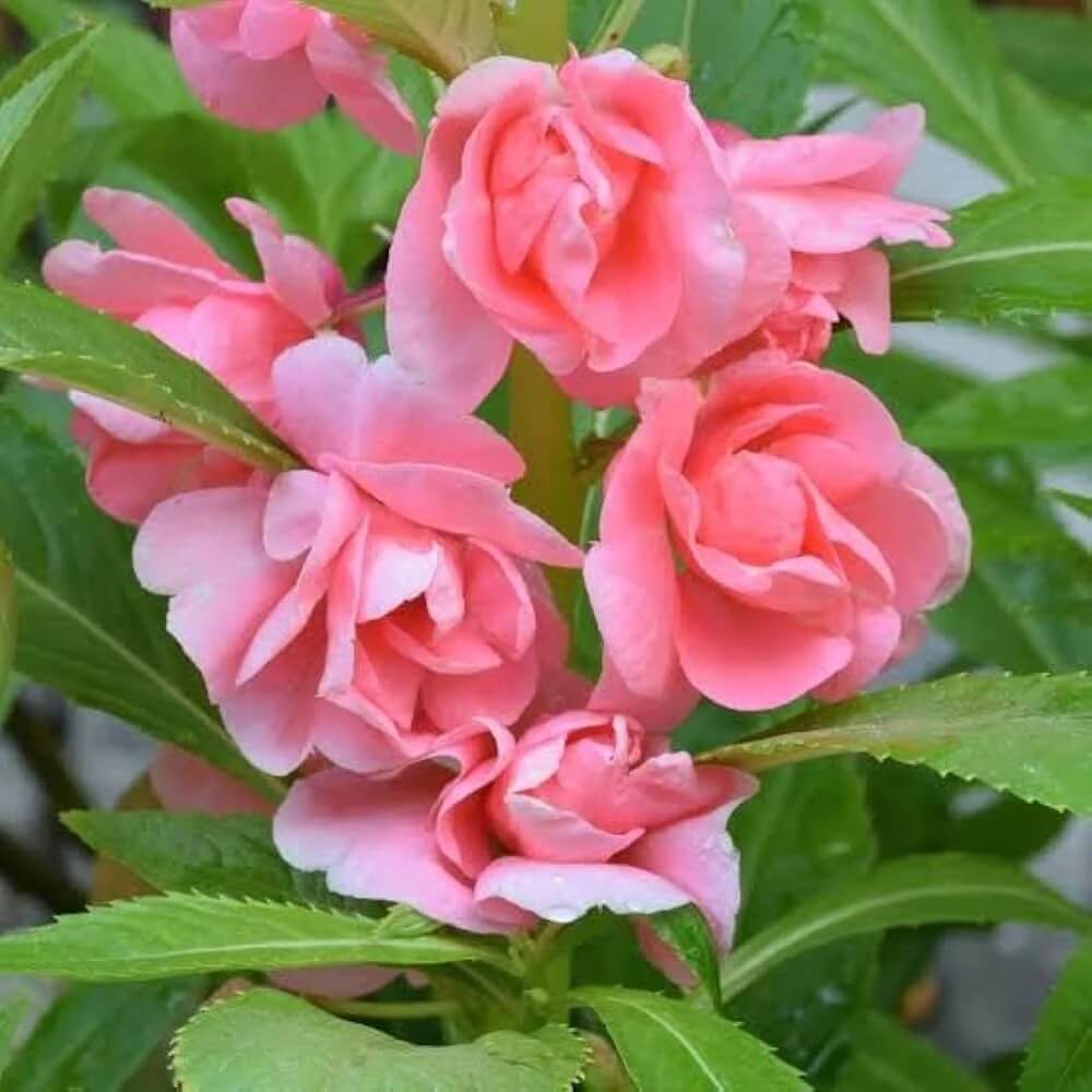 Full Pink Balsamine Seeds - Flower Plant