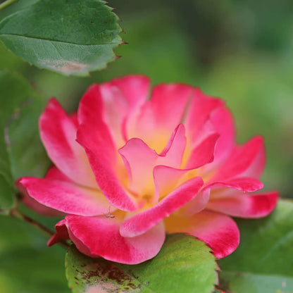 Full Pink Balsamine Seeds - Flower Plant