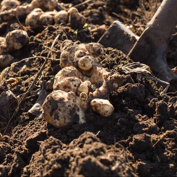 Fuseau Seeds