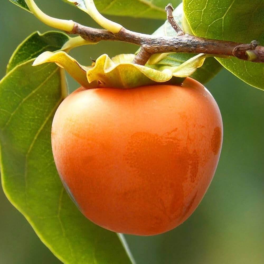 Fuyu Persimmon Seeds - Fruit Plant 