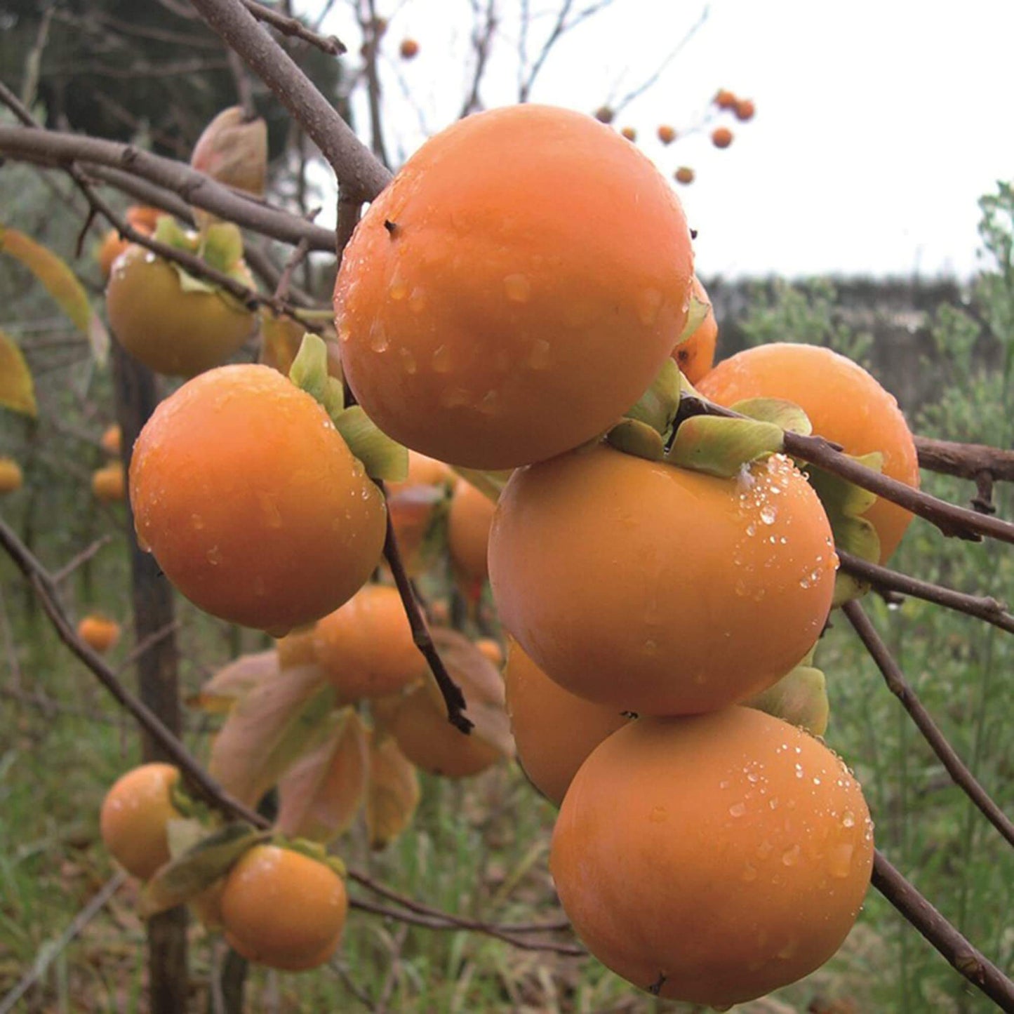 Fuyu Persimmon Seeds - Fruit Plant 