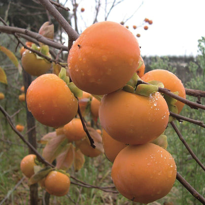 Fuyu Persimmon Seeds - Fruit Plant 