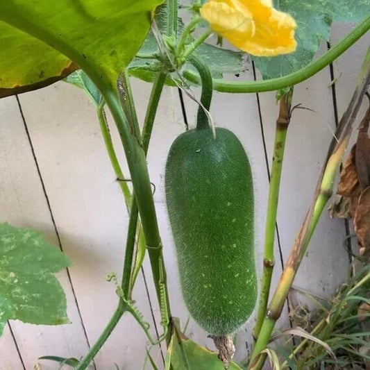 Fuzzy Gourd Seeds 