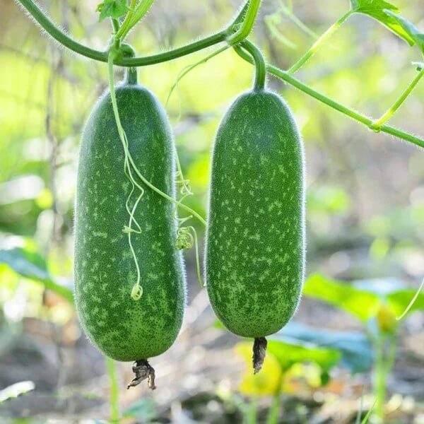 Fuzzy Gourd Seeds 