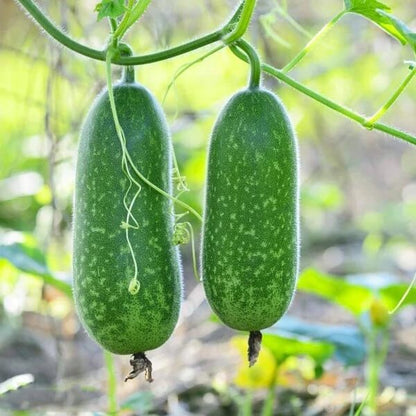 Fuzzy Gourd Seeds 