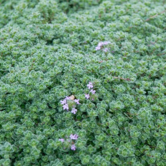 Fuzzy Thyme Seeds