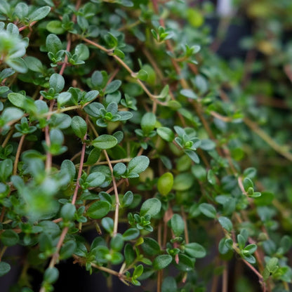 Fuzzy Thyme Seeds