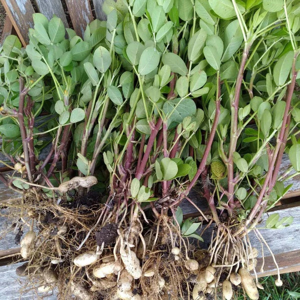 Groundnut Plant Seeds 