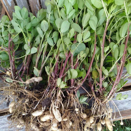Groundnut Plant Seeds 