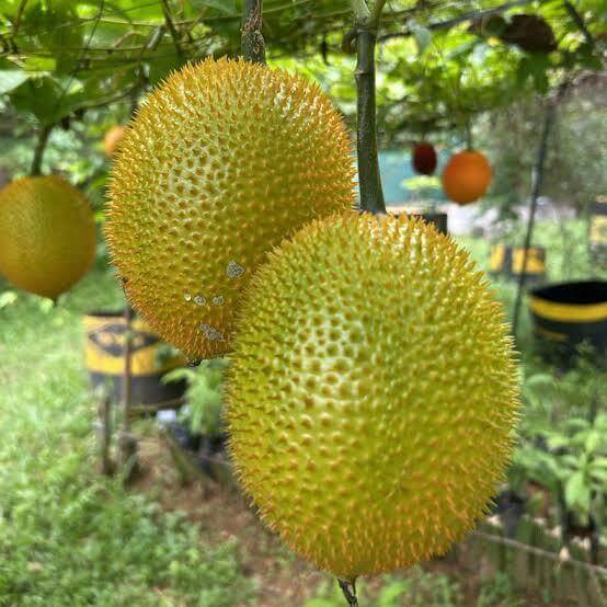 Gac Fruit Seeds 