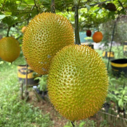 Gac Fruit Seeds 