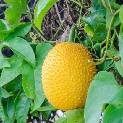 Gac Fruit Seeds 
