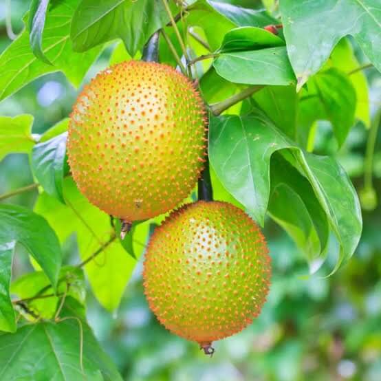 Gac Fruit Seeds 