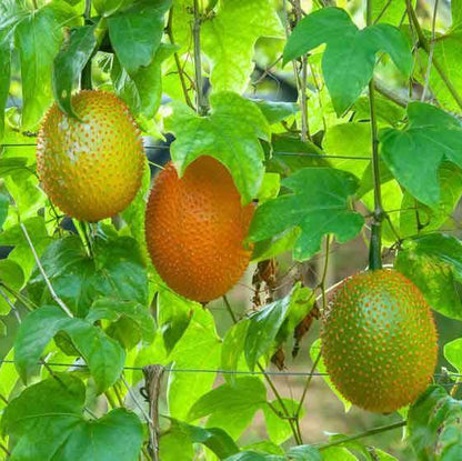 Gac Fruit Seeds 
