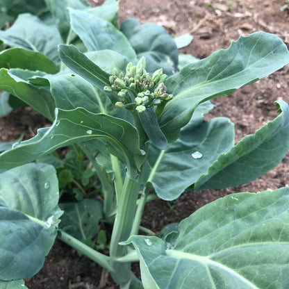 Gai Lan Seeds for Sale - Heirloom Vegetable Plant for Home Gardens